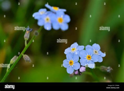 Water Forget Me Not True Forget Me Not Myosotis Scorpioides