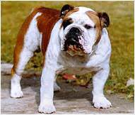 Colors common to the breed include fawn, white and varieties of brindle. English Bulldog Breed - Facts and Personality Traits ...