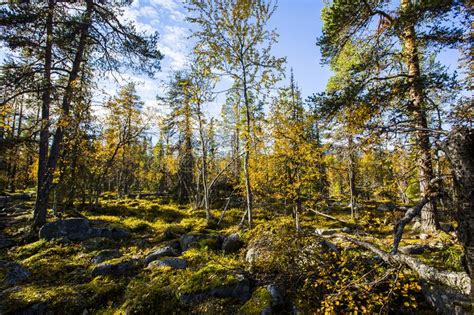 Autumn Landscape In Yllas Pallastunturi National Park Lapland Finland