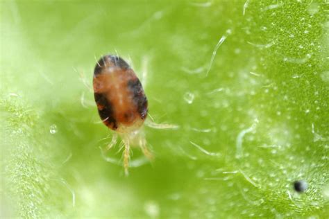 Two Spotted Spider Mite Tetranychus Urticae Pointe Pest Control