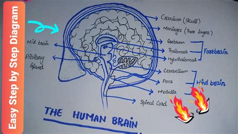 How To Draw Brain Easy Step By Step Diagram Of Human Brain Biology