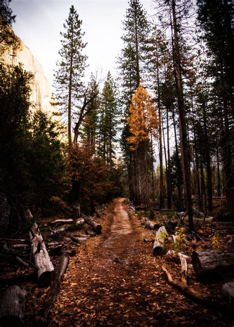 Free Images Landscape Tree Nature Forest Path Rock Wilderness