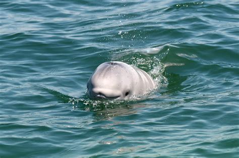 Why Are Baby Belugas Born Brownish Grey Before Changing Color