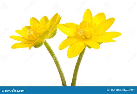 Yellow Spring Flower Isolated Stock Photo Image Of Season Beauty