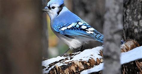 meet  blue jay  intelligent rascal   bird world