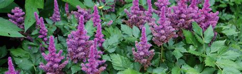 Protecting Perennial Planted Containers During Winter Melinda Myers