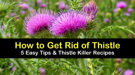 Easy Ways To Get Rid Of Thistle