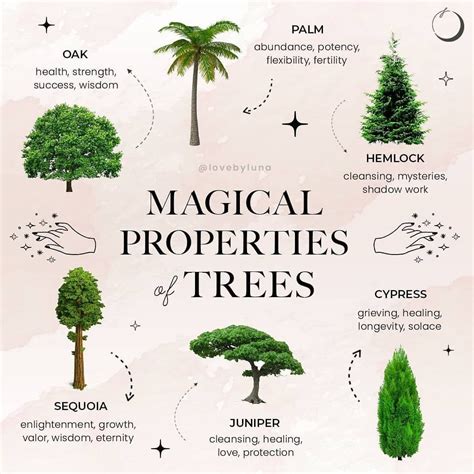 Mysticwitchofthemoon On Instagram Magical Properties Of Trees Part 2