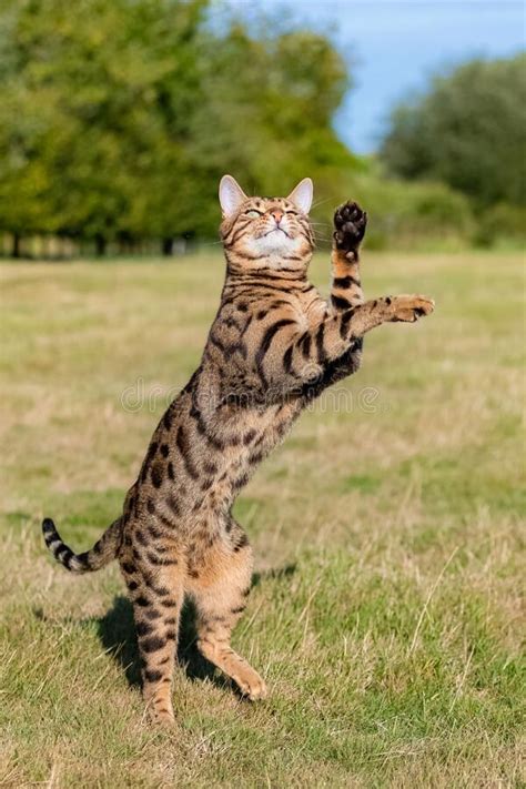 Bengal Cat Jumping In The Garden Stock Photo Image Of Look Feline