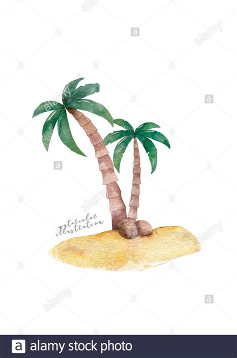 A Bent Palm Tree Width Coconuts Isolated On White Coconuts On The