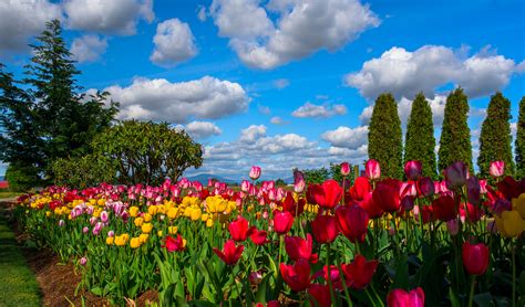 Most Beautiful Flowers Garden 1024x576 Wallpaper