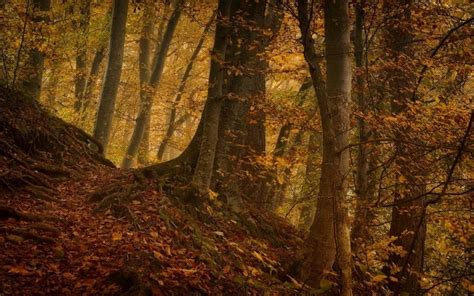 4564499 Forest Fall Trees Nature Leaves Landscape Path