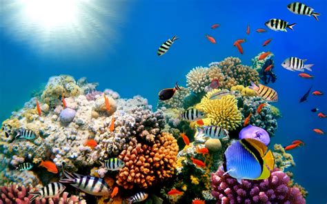 Coral Reef Ecosystem