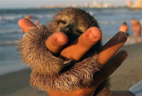 Baby Sloths Appreciation Posts Crooked Manners