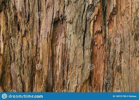 Bark Of An Adult Tree In The Forest Stock Photo Image Of Aging