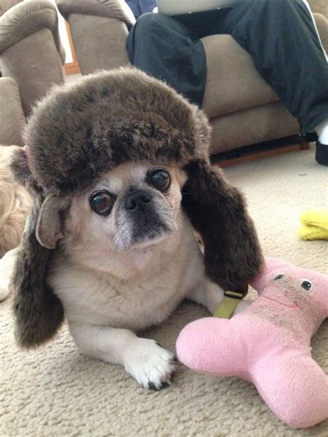 18 Adorable Dogs Wearing Hats