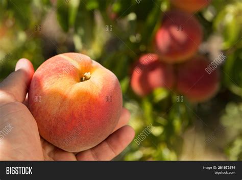 Large Ripe Peach Mans Image And Photo Free Trial Bigstock