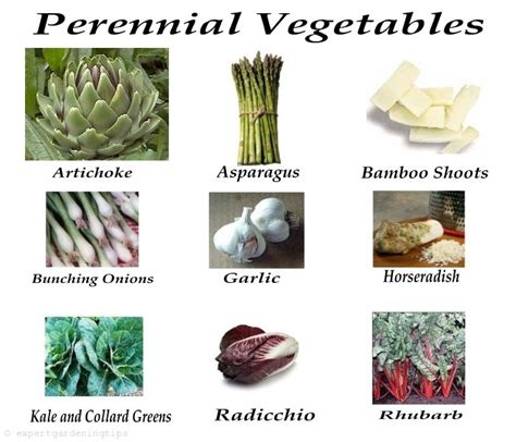 But one of the great things about them is that they can often be used in much the same way as equivalent annual crops. perennial-vegetables | Garden | Pinterest