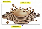 Retículo endoplasmático liso.jpg :: Microscopia no Mundo