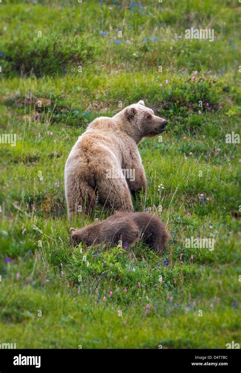 Female Sow Grizzly Bear Ursus Arctos Horribilis With Cubs Sable