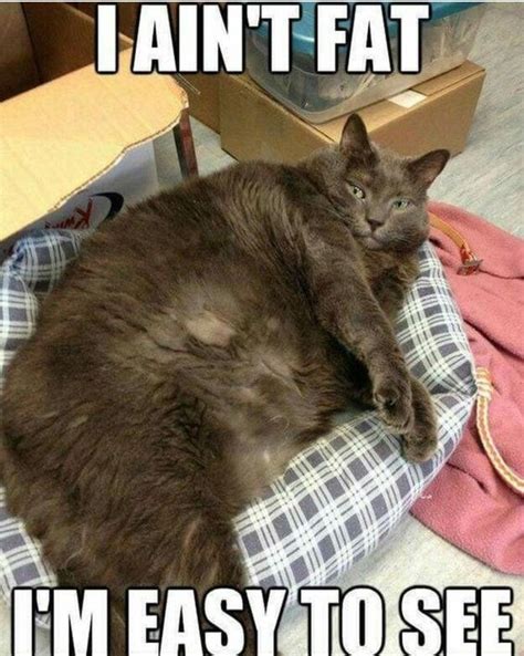 Easy To See Funny Cat Memes Cat Quotes Funny Funny Animals