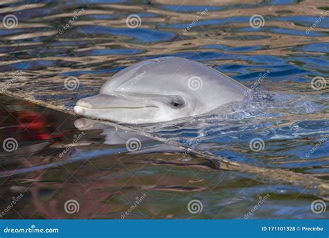Happy Dolphin Smiling In The Blue Water Stock Photo Image Of