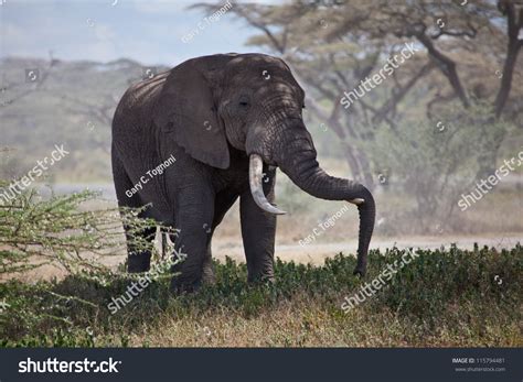 A Large Bull African Elephant Under An Acacia Tree Serengeti National