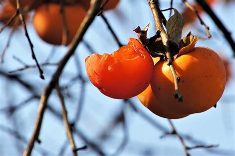 Top 8 How To Tell If A Persimmon Is Ripe
