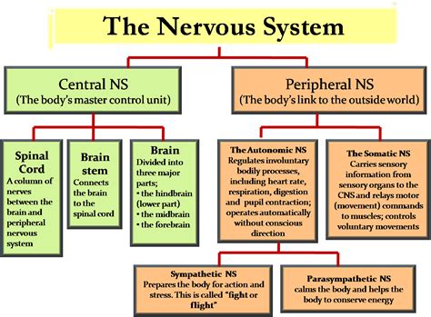 Science - 8th Grade: Central Nervous System & Peripheral Nervous System ...
