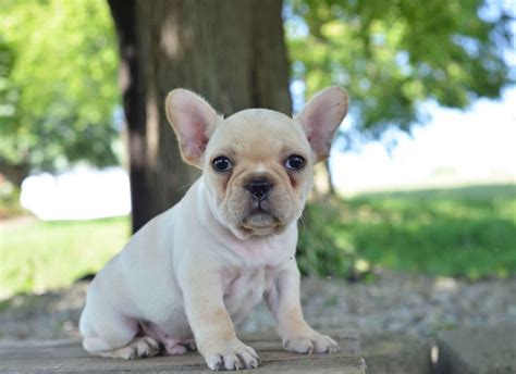 39 French Bulldog Breeders In Wa Photo Bleumoonproductions