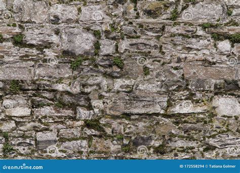 Seamless Texture Of An Old Gray Stone Wall Covered With Moss For The
