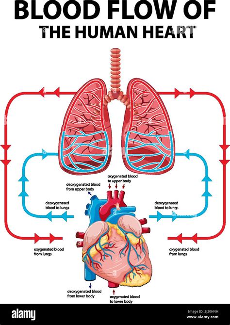 Diagrama Que Muestra El Flujo Sanguíneo De La Ilustración Del Corazón