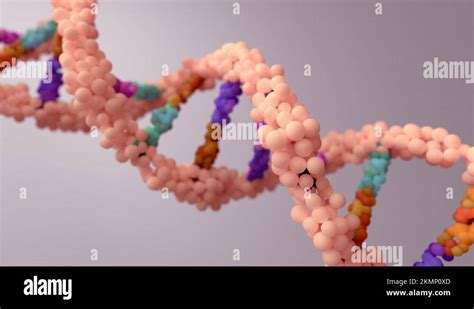 Dna Composed Of Two Chains That Form A Double Helix Dna Is A Molecule
