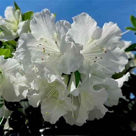 Bloom A Thon White Azalea 3 Gallon Container Lots Of Plants