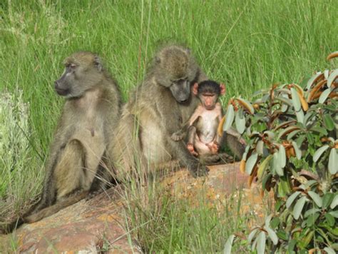 Baboons In Our Midst A Glimpse Into The Life And Work Of A