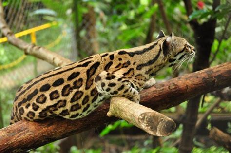 Margay Cat Facts Size Habitat Diet Kitten With Pictures