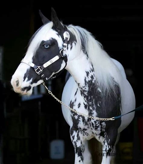 Pin On Cool Horse Markings