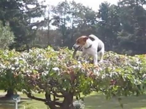 Determined Dog Climbs Tree To Fetch Stick Video