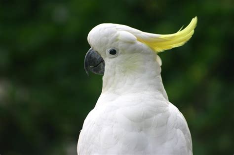 White Parrot Bird Funny Animal