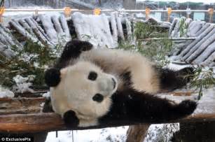Giant Panda Plays In The Snow At Chinese Animal Park Daily Mail Online