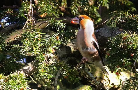 Darley Hawfinch 2 Another Hawfinch At Darley Dale Ralph Ashton Flickr