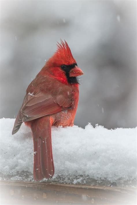 Cardinal In Snow Photos Bing Images Beautiful Birds Pet Birds