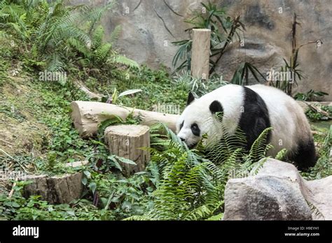 The Giant Panda Stock Photo Alamy