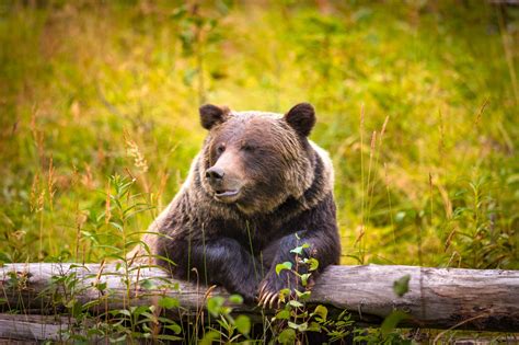 Instead, landowner peter dillingham will when you first started learning english, you may have memorized words such as: Symbolic Bear Meaning and Totem Insights on Whats-Your ...