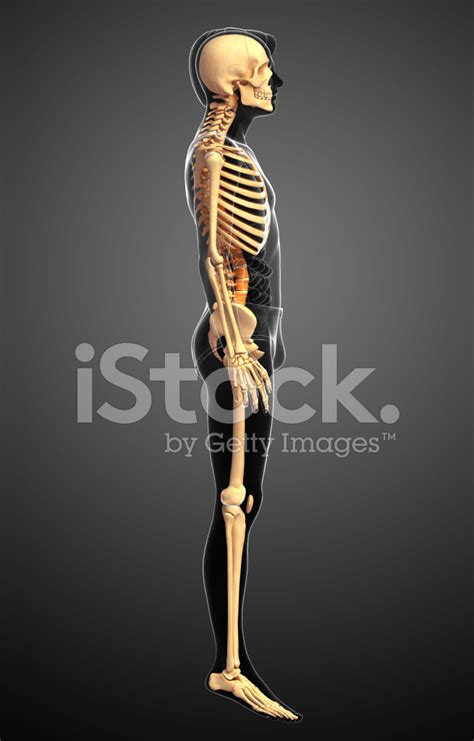 Human Skeleton Side View Stock Photo Royalty Free Freeimages