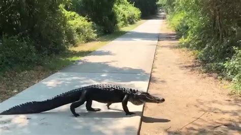 Watch Alligator Saunters Across Road At Huntington Beach State Park