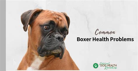 Boxer Health Problems And Life Span