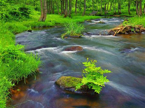 39 Forest Stream Wallpaper On Wallpapersafari