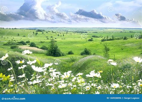 Summer Meadow On Bright Sunny Daysummer Landscape With Daisies Green