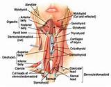 Neck Core Muscles Pictures